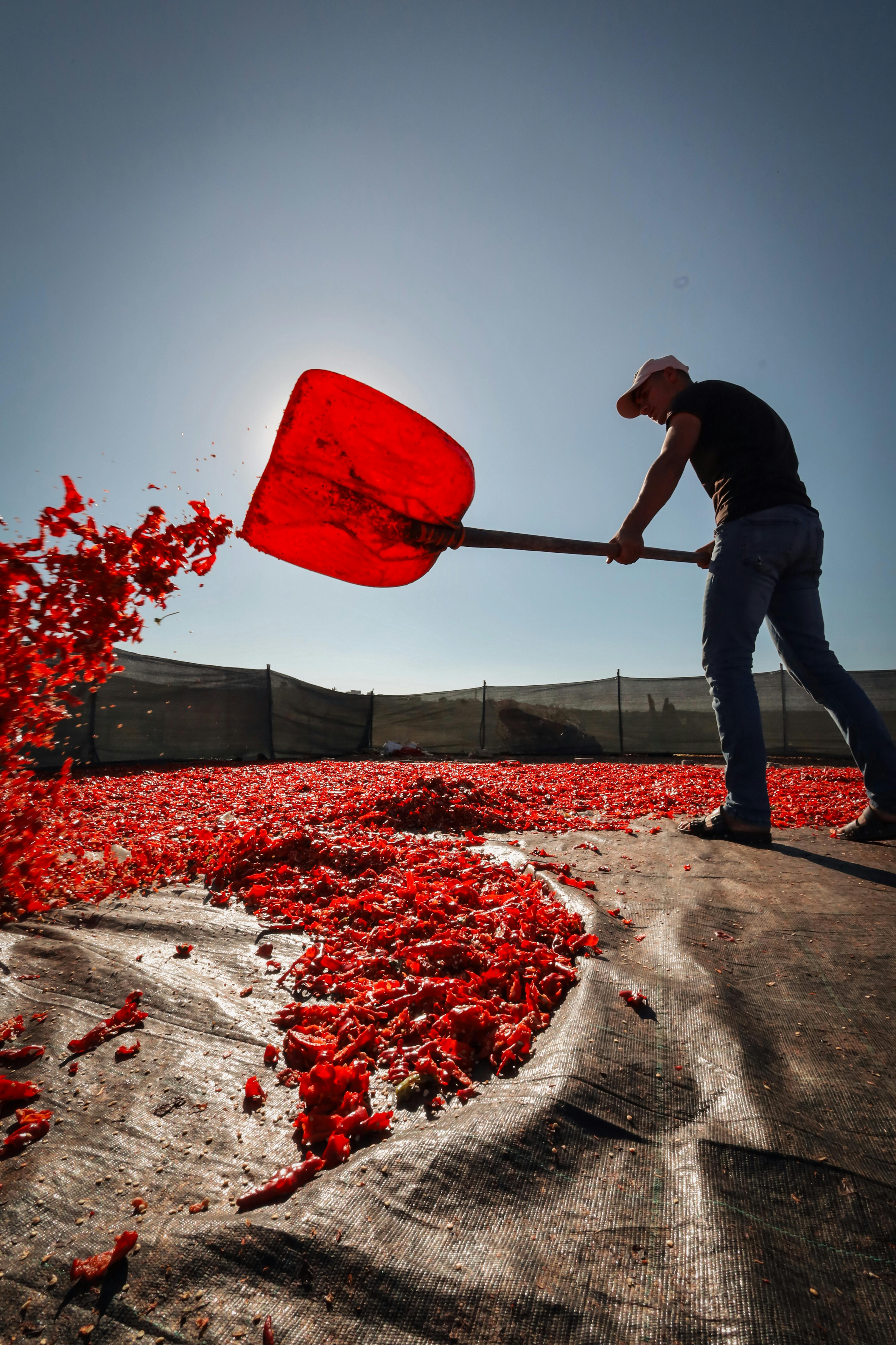 Chilies drying in the sun