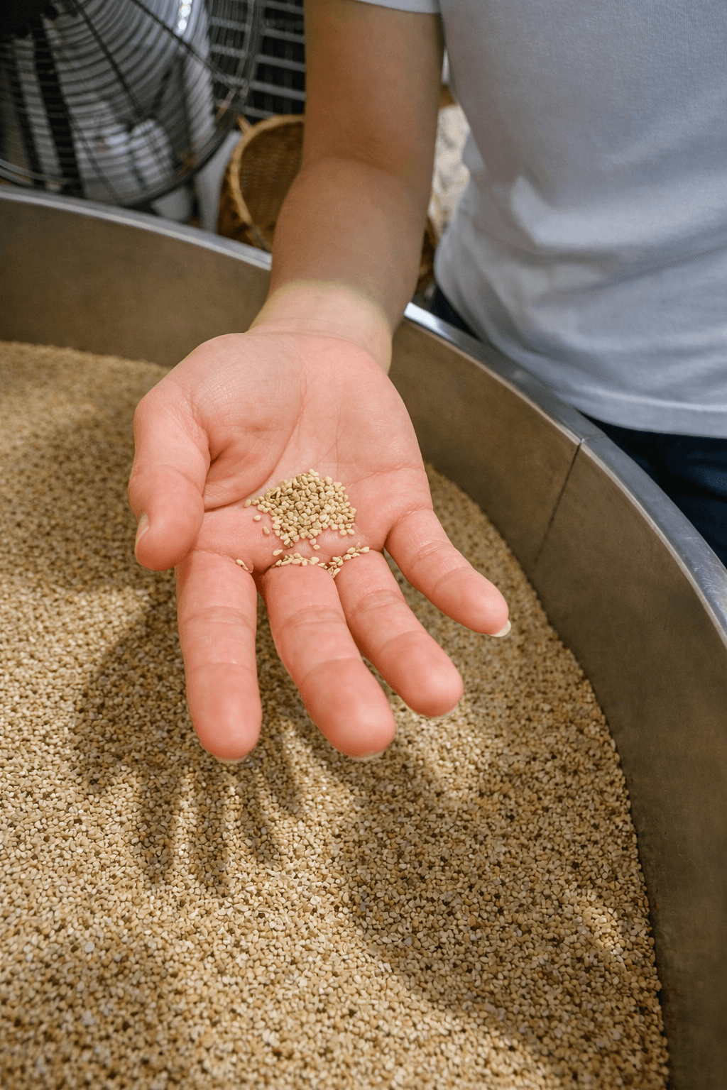 A hand holding sesame seeds over a roasting drum